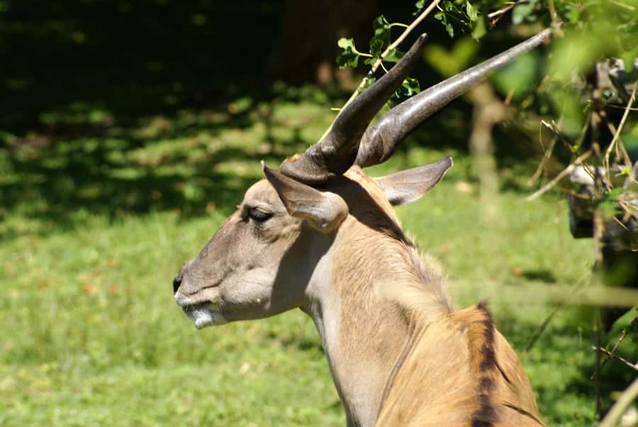 Buenos Aires: Bioparque Temaiken with Transfers - Key highlights you can plan around
