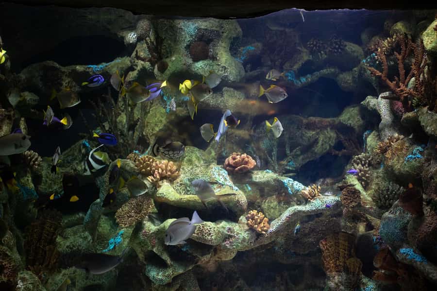 Buenos Aires: Bioparque Temaiken with Transfers - Your day inside: how to use the 5 hours well