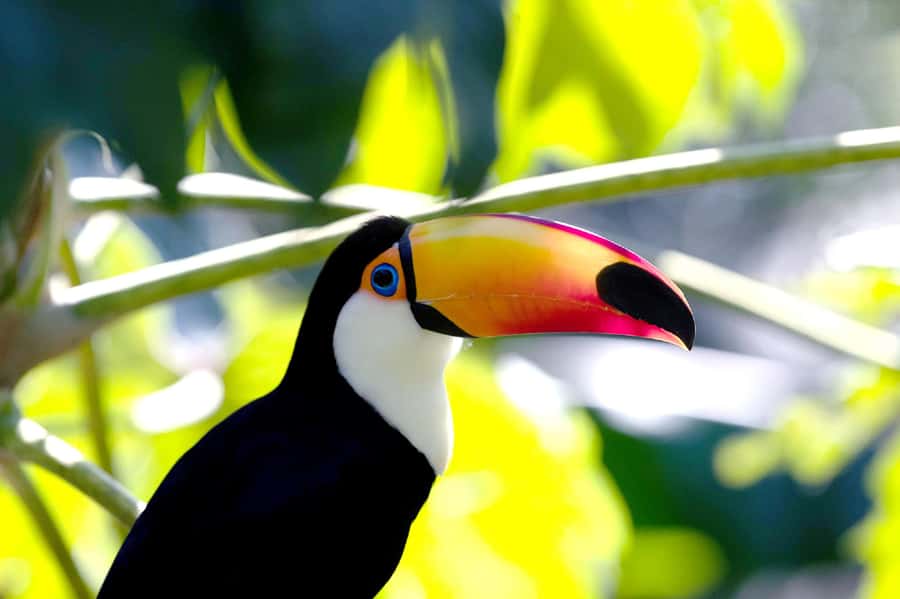 Buenos Aires: Bioparque Temaiken with Transfers - Argentina zones: Mesopotamia to Patagonia, with specific animals