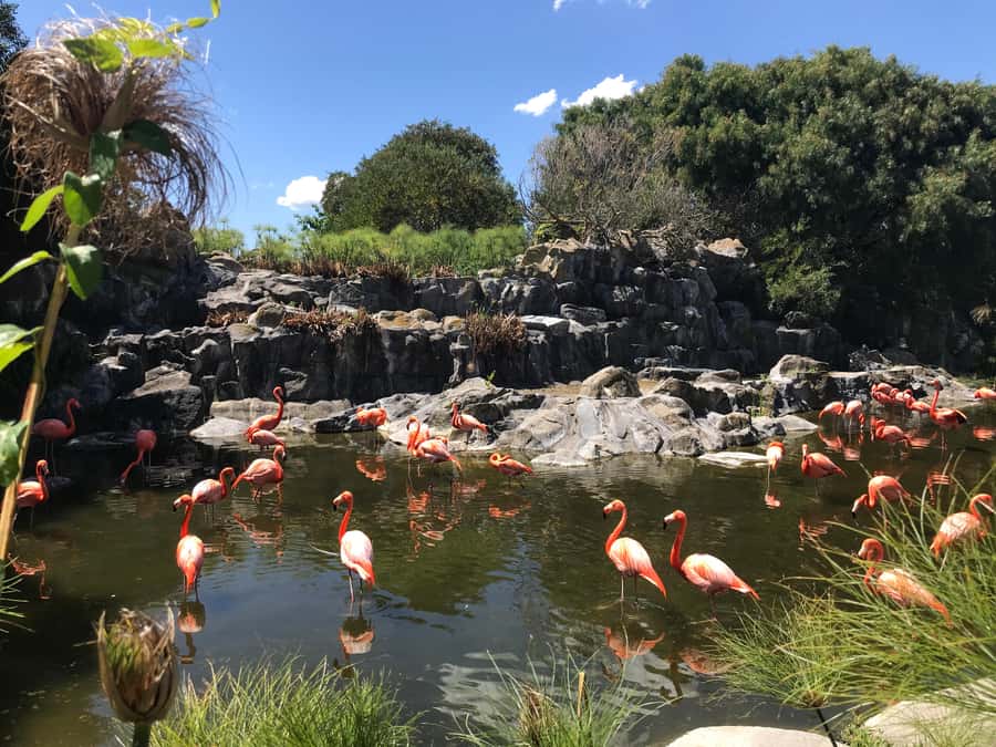 Buenos Aires: Bioparque Temaiken with Transfers - Pickups, van ride, and your pre-park orientation