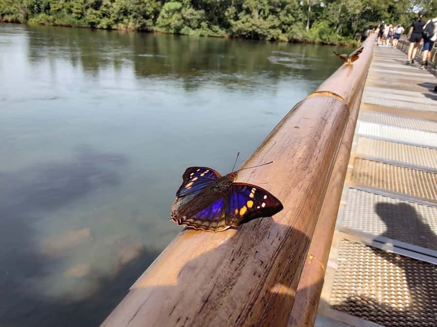 Buenos Aires: Iguazu Falls Private Tour with Flights - Why Fly from Buenos Aires for Iguazu Falls?