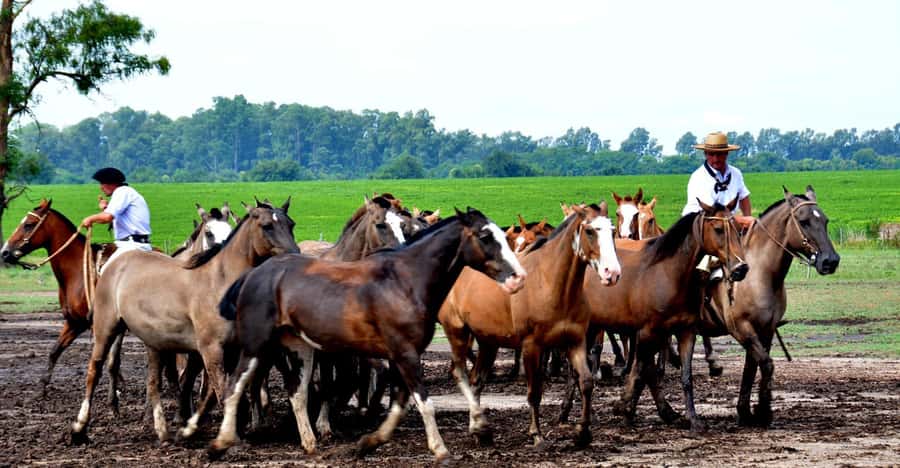 Buenos Aires: Santa Susana Ranch Day Tour, BBQ & Shows - Gaucho skills demonstrations and the big folklore show