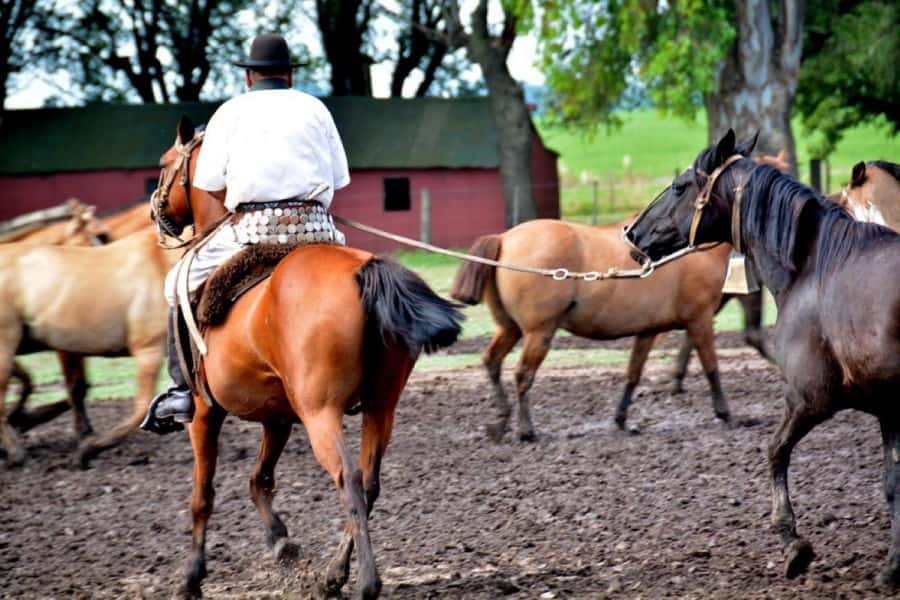 Buenos Aires: Santa Susana Ranch Day Tour, BBQ & Shows - Value for $270: what you’re paying for, and who it fits