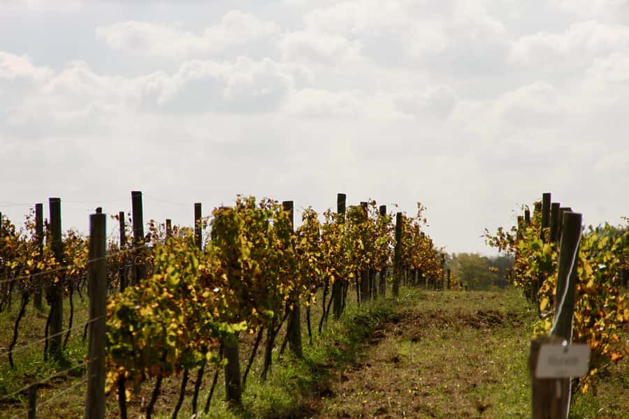 Buenos Aires: Wine Tasting and Lunch at Bodega Gamboa - The Multi-Course Lunch: Where the Day Actually Fills In