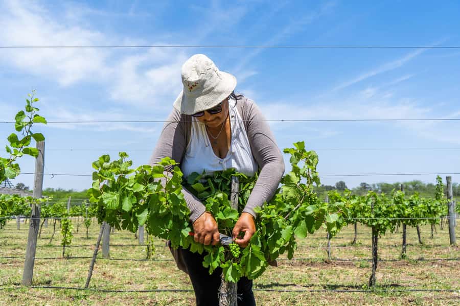 Buenos Aires: Wine Tasting & Lunch at Gamboa Vineyard - Walking Through the Winery: How They Produce and the Third Tasting
