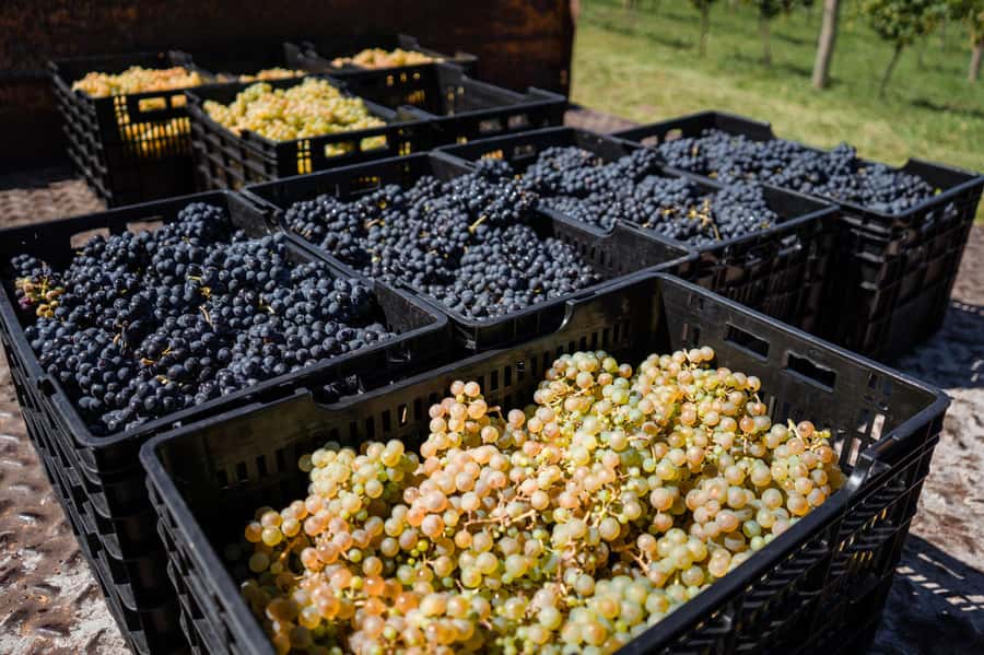 Buenos Aires: Wine Tasting & Lunch at Gamboa Vineyard - Price and Value: Is $220 Reasonable?