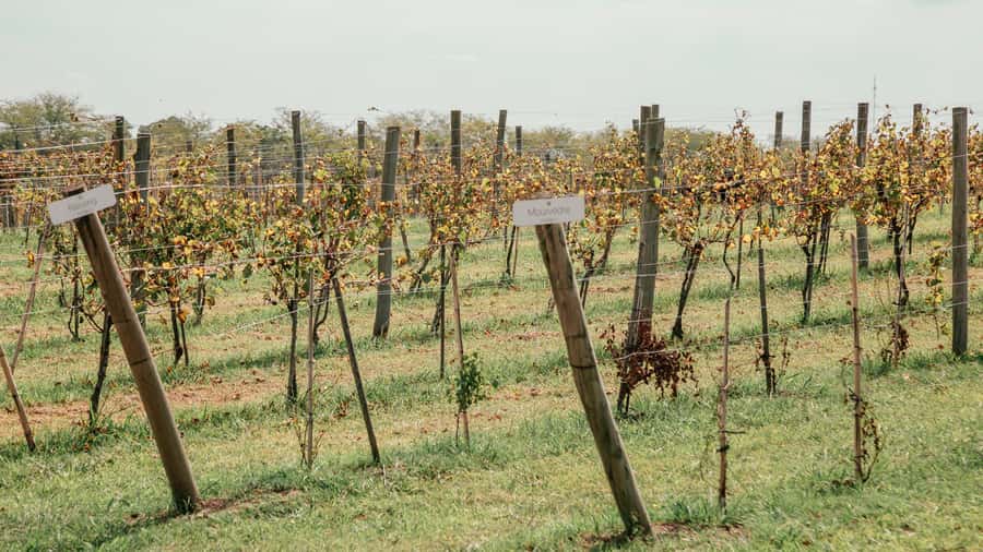 Buenos Aires: Wine Tasting & Lunch at Gamboa Vineyard - Who This Tour Suits (and Who Might Find It Too Much)