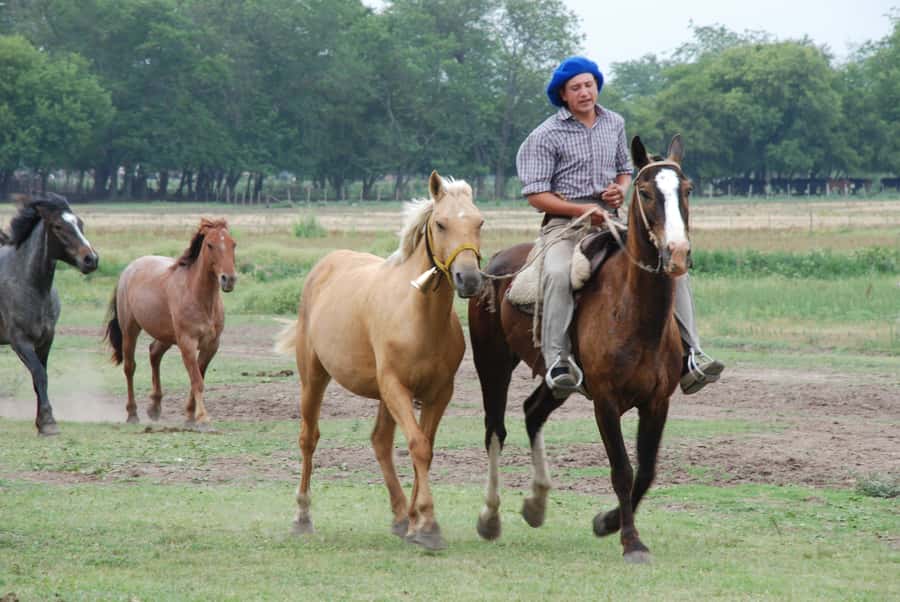 From Buenos Aires: Estancia Don Silvano Tour with Lunch. - Tea, Cakes, and a Sweet Send-Off