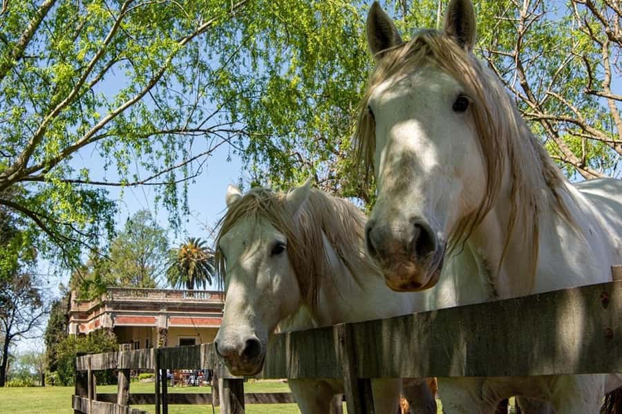 From Buenos Aires: Gaucho and Ranch Day Tour - The BBQ/asado meal: why the food is the main event