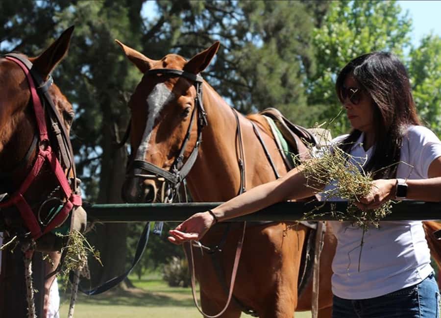 From Buenos Aires: Polo Match, Lesson, and BBQ Day-Trip - The pony line moment: where the adrenaline starts before play