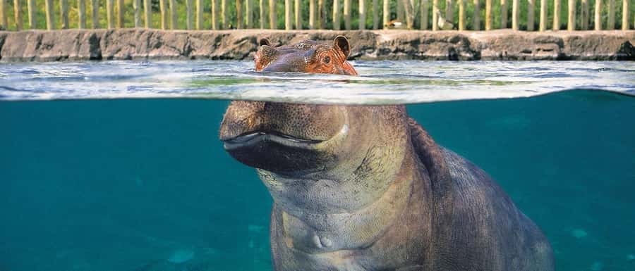 From Buenos Aires: Temaiken Zoo Tour with Ticket Included - Key things to look for in Temaikén Biopark