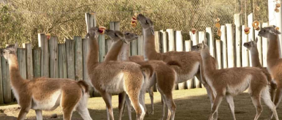 From Buenos Aires: Temaiken Zoo Tour with Ticket Included - What to expect from the 6-hour schedule