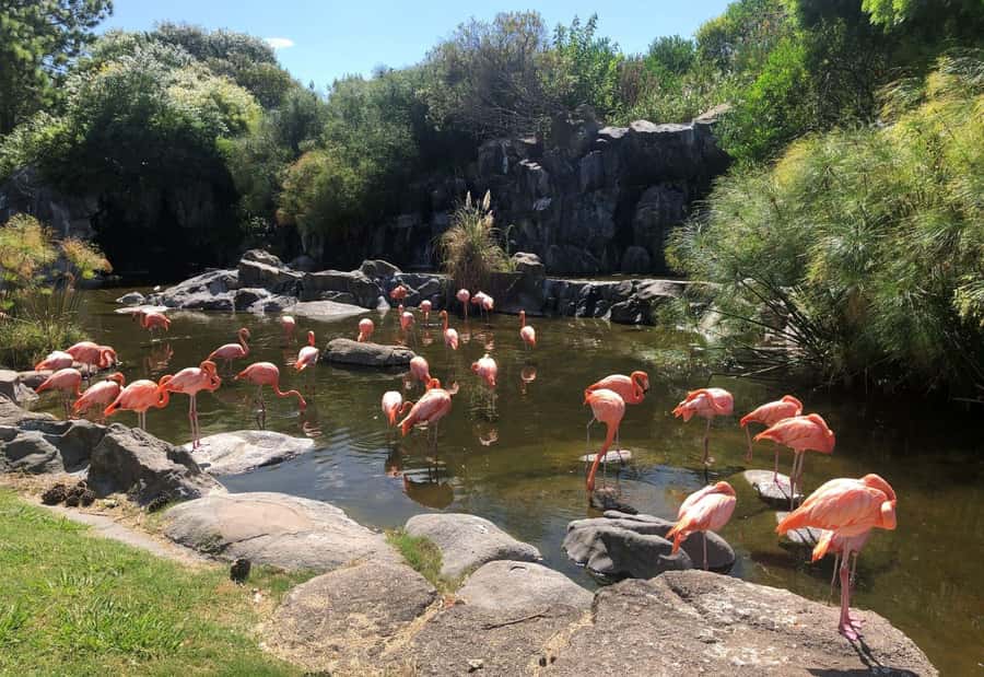 From Buenos Aires: Temaiken Zoo Tour with Ticket Included - Why Temaikén Biopark feels like a world trip from Buenos Aires