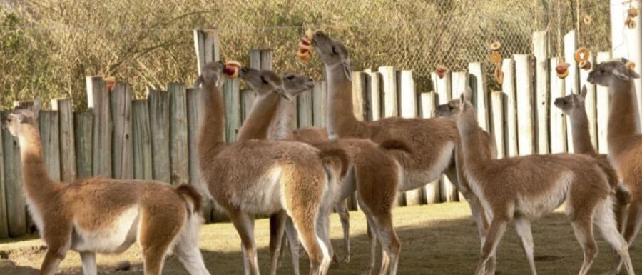 From Buenos Aires: Temaiken Zoo Tour with Ticket Included - The guide experience: what a good host changes in a wildlife park