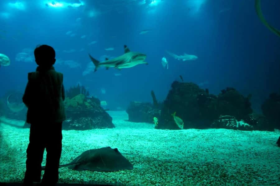 From Buenos Aires: Temaiken Zoo Tour with Ticket Included - Price and logistics: is $135 worth it?