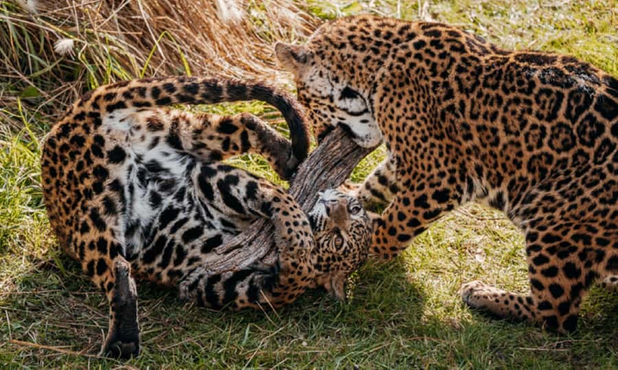 From Buenos Aires: Temaiken Zoo Tour with Ticket Included - Getting there and back: the value of the transfer + ticket combo