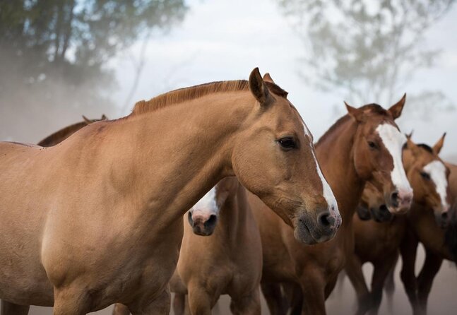 Gaucho Experience: A Day Trip to Don Silvano Ranch - Key points before you go